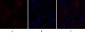 Caspase-8 Polyclonal Antibody